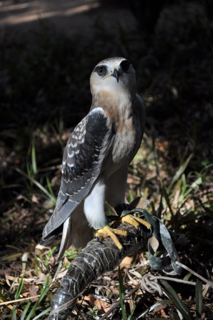 Young Sharp Shinned Hawk - Dogan 