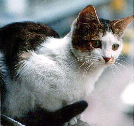 NCELENR ANALZ YAPILIR.