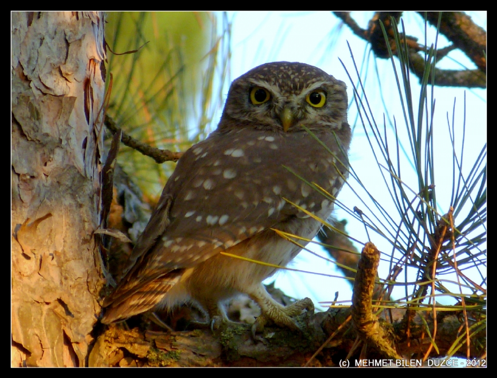 Kukumav - Little owl - Athene noctua 