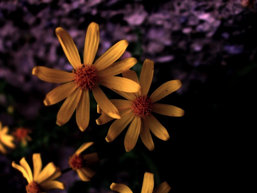 akam gnei gzele vurur