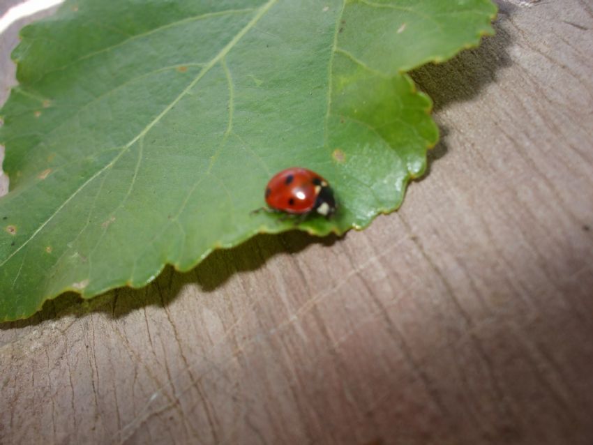 U�ur B�ce�im...