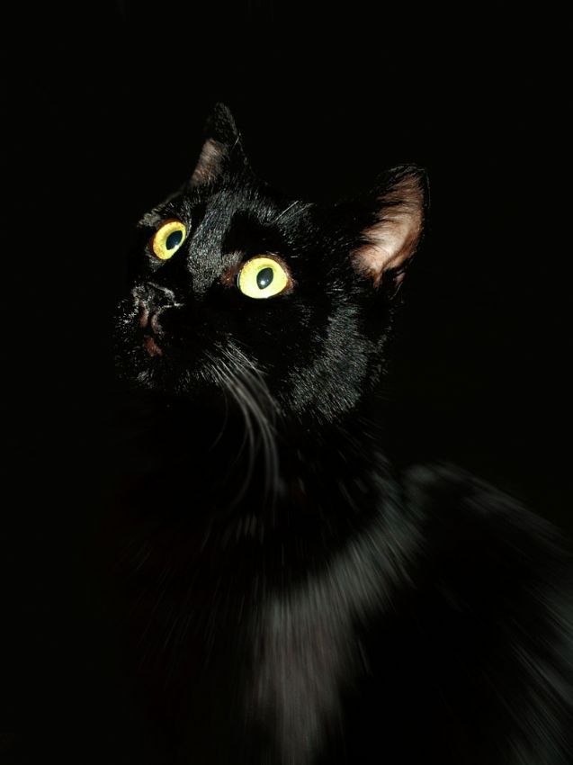 Kara Kedi Dnm.1