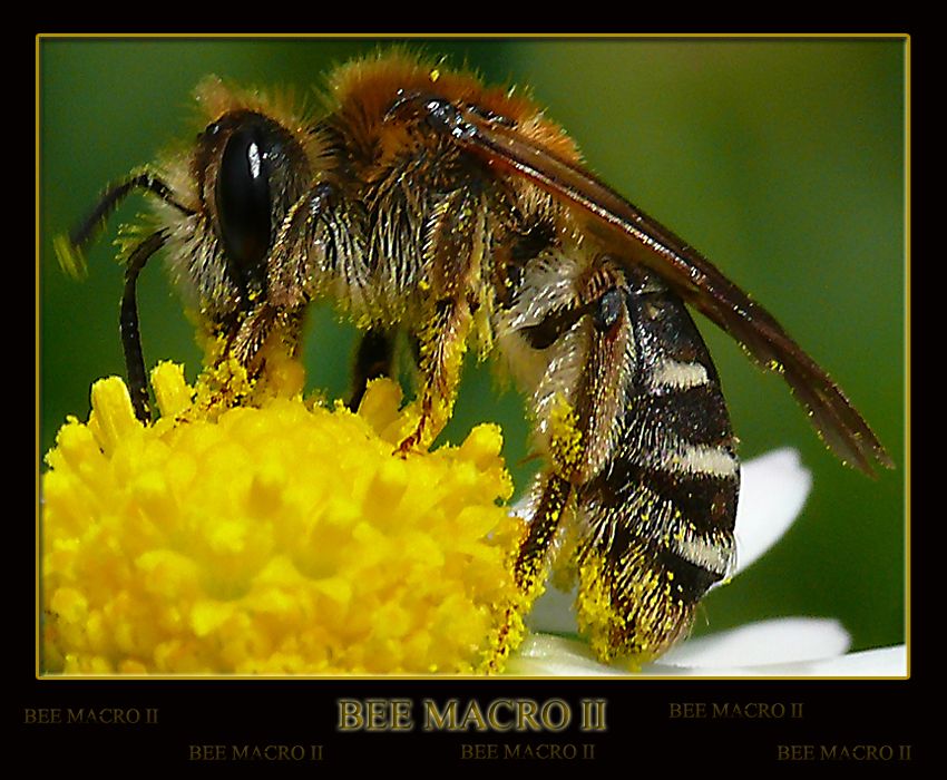 BEE MACRO II