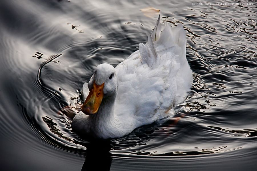 Sakin sularn zarif rdei...