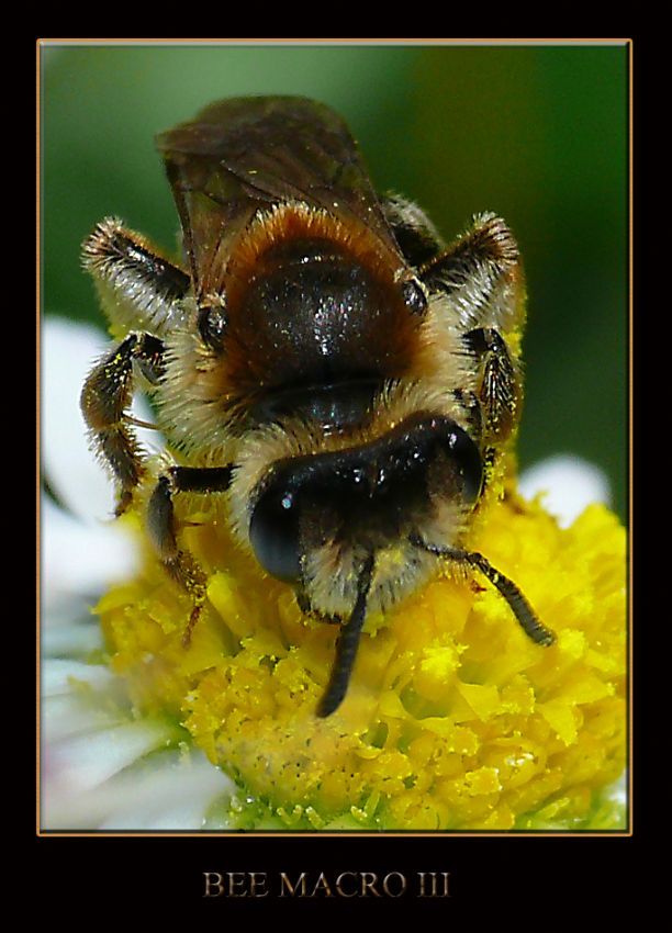 BEE MACRO III