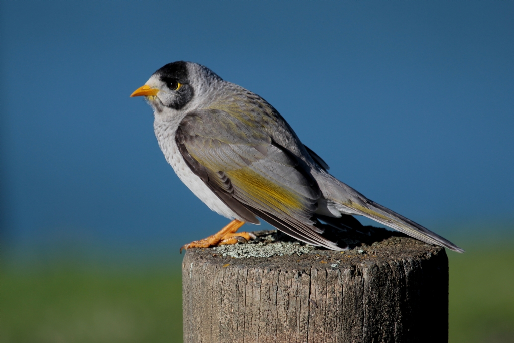 noisy miner