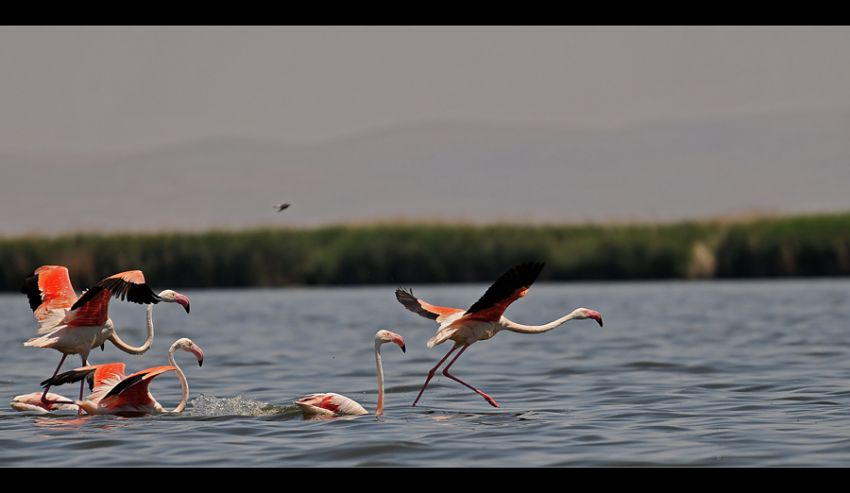 Eber'in Flamingolar