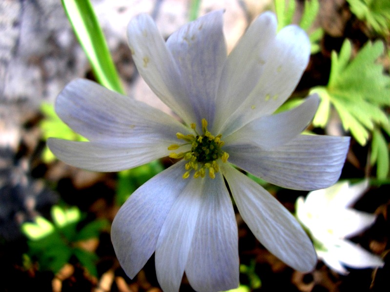 Anemone Blanda (yourt iei)