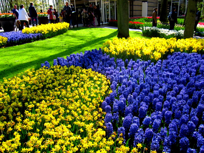 Hollanda Keukenhof