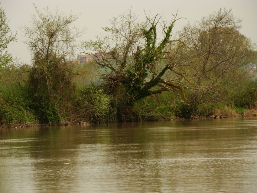 Sakarya Nehri 2