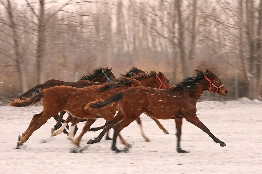 KAR G�ZELLER�M...