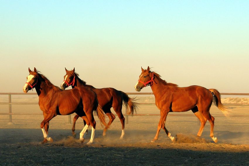 TAYLARIN OYNA�I...2