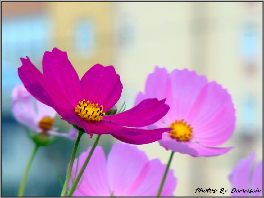 sevginin renklerinden....