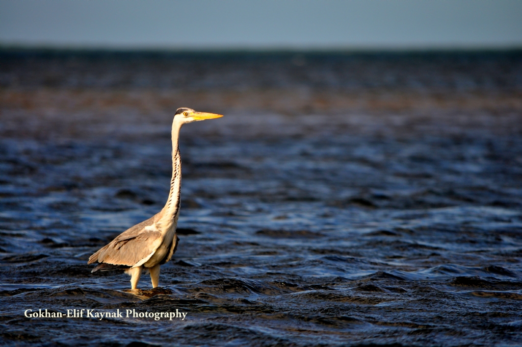 Heron