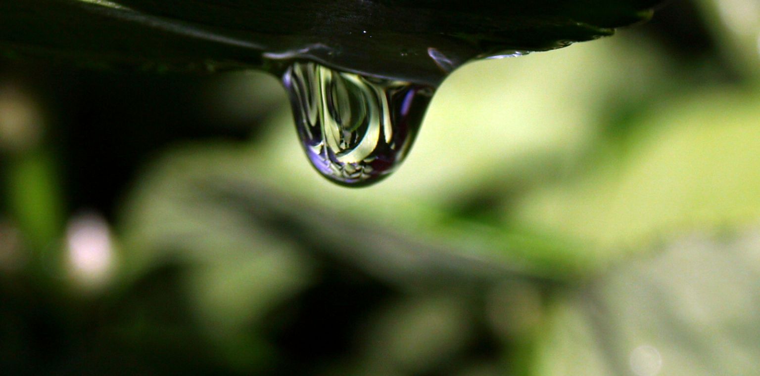 yapra doyuran yamur damlas