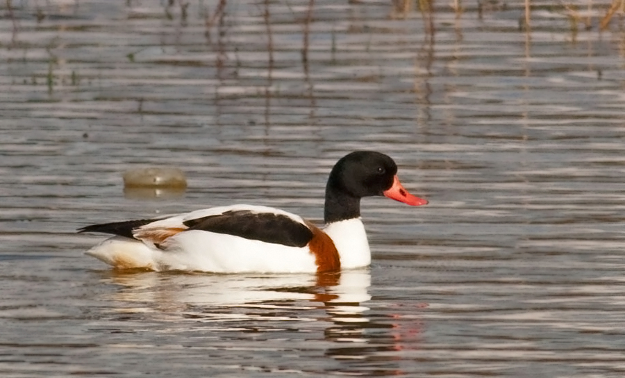 Suna / Common shelduck