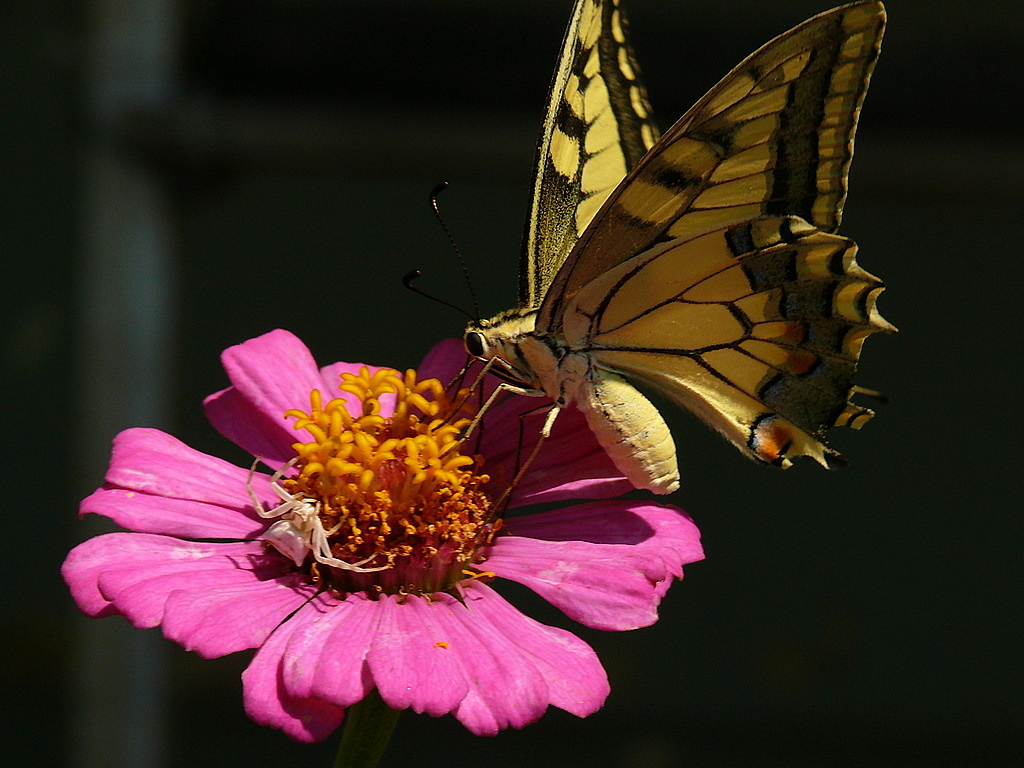 K�rlang��kuyruk