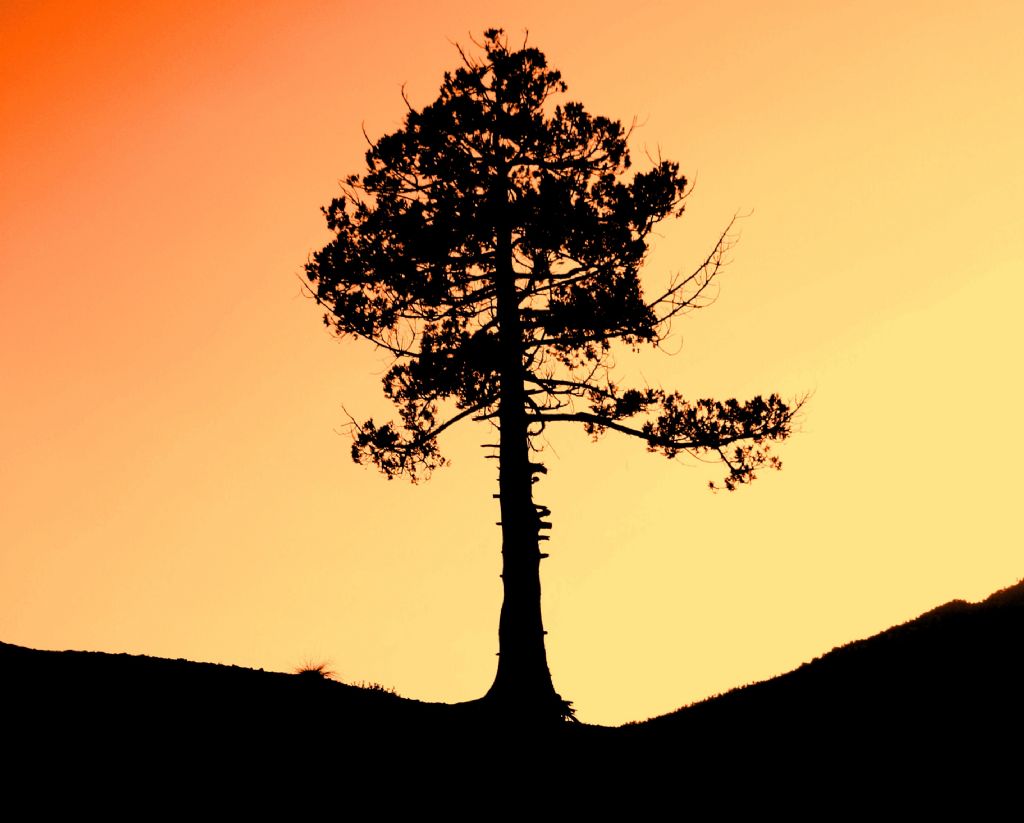 toroslarda direni�