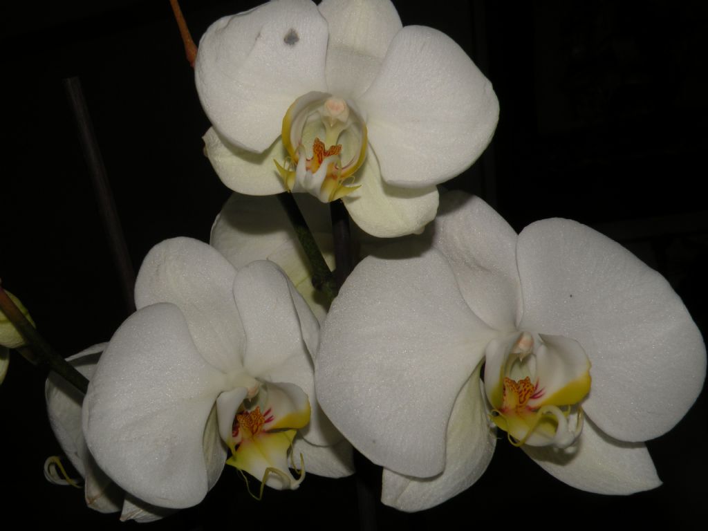 orkide iegi