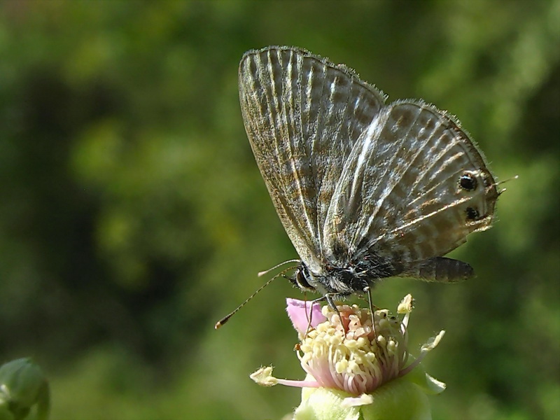 23 - Mavizebra (Leptotes pirithous )