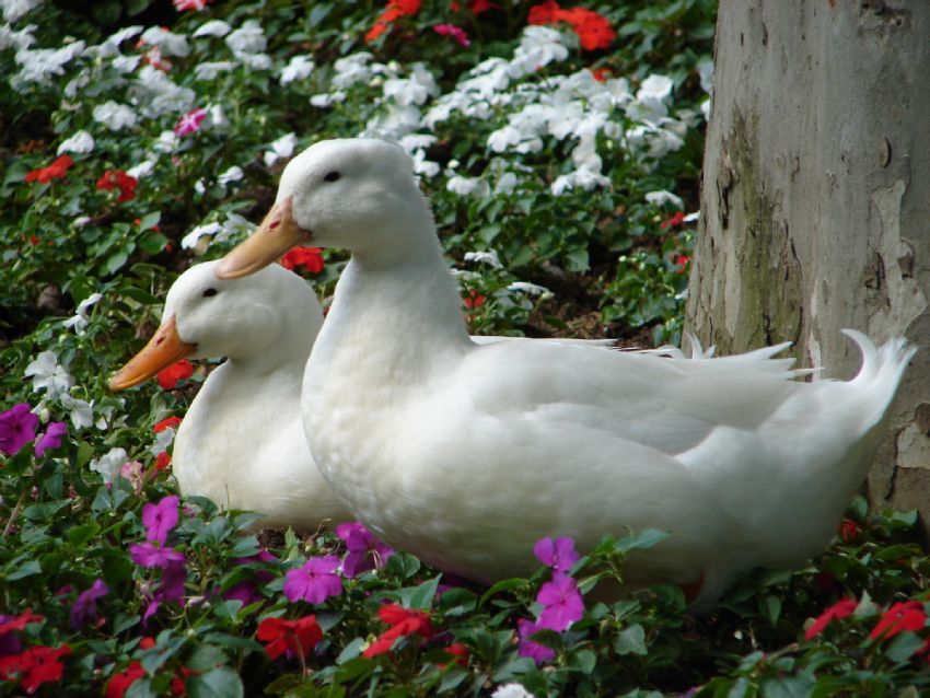 iki karde� �rdek