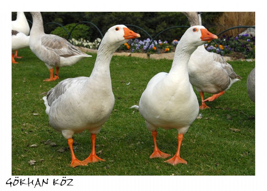 bak bizi ekiyorlar....