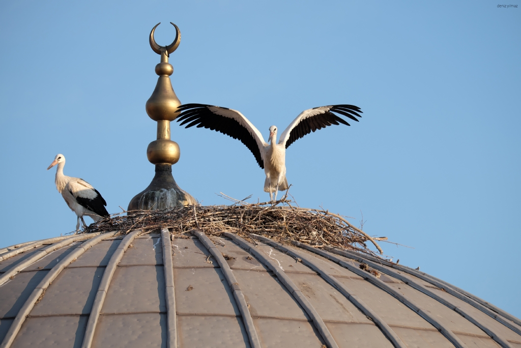 Yuvay� yapan di�i ku�...