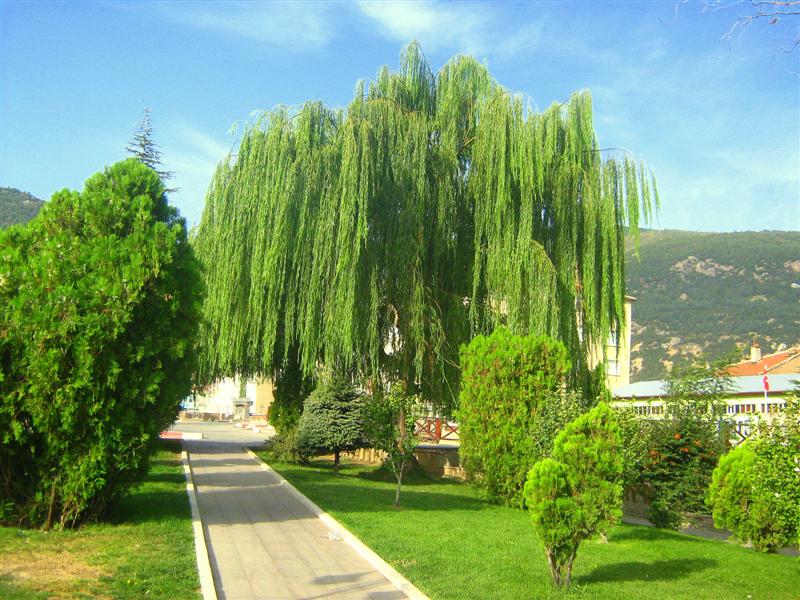 gulmece park� ak�ehir