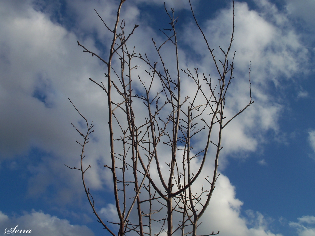 Baharda Kurumu Dallar Misali