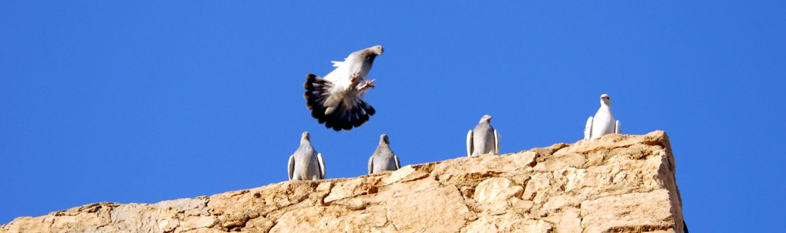 Mardin G�vercinleri...