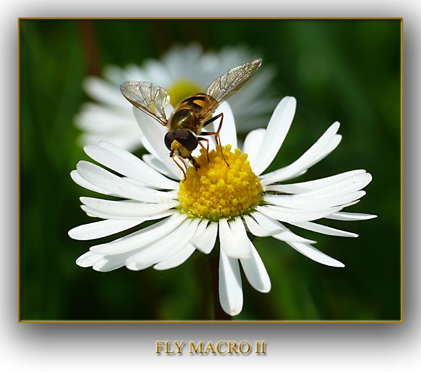 FLY MACRO II