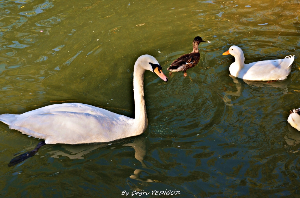 swan.)