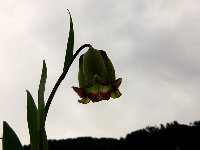 TERS LALE-ALAYAN GELN