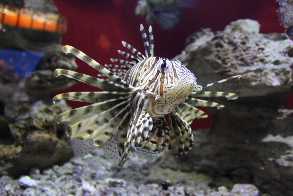 Kaprismi yap�yor acaba...