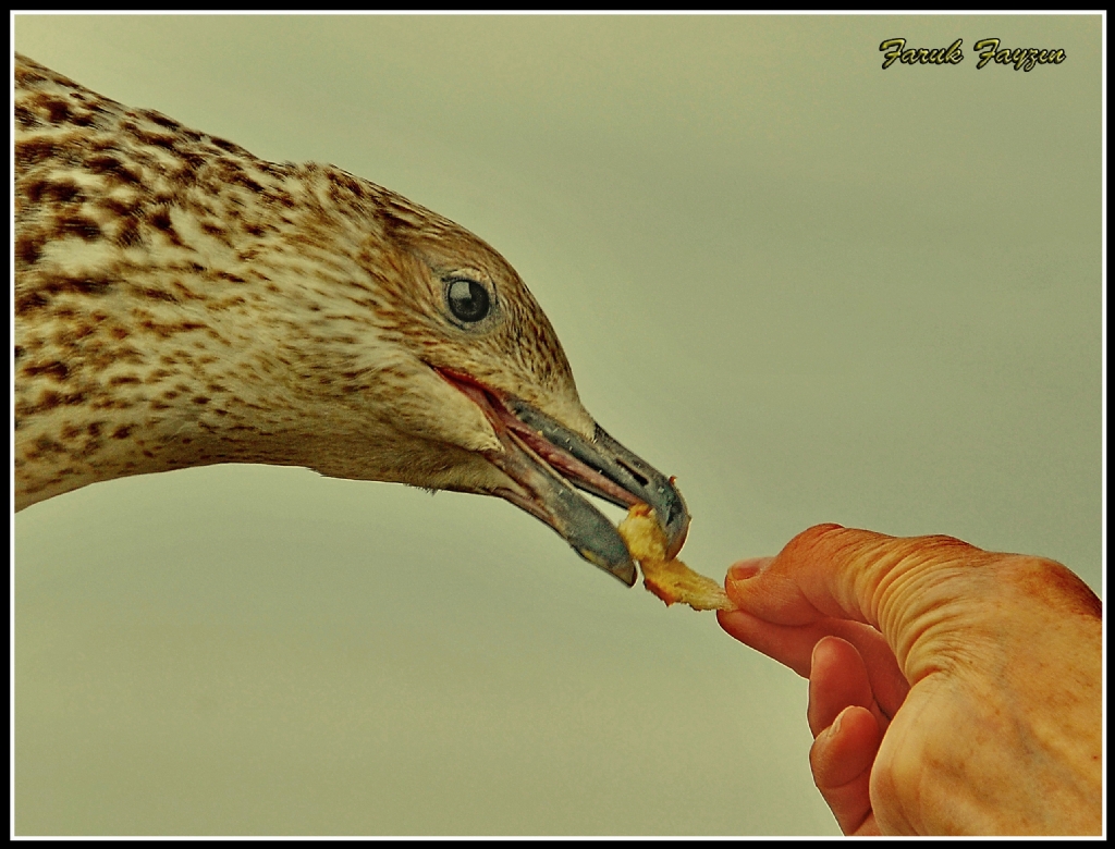 GALATA KULES�NDEN-2