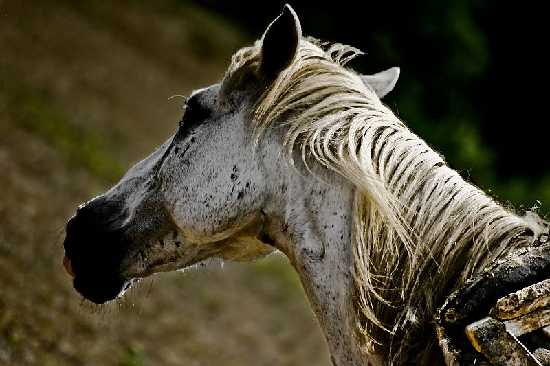 Biraz daha dayan kheylan