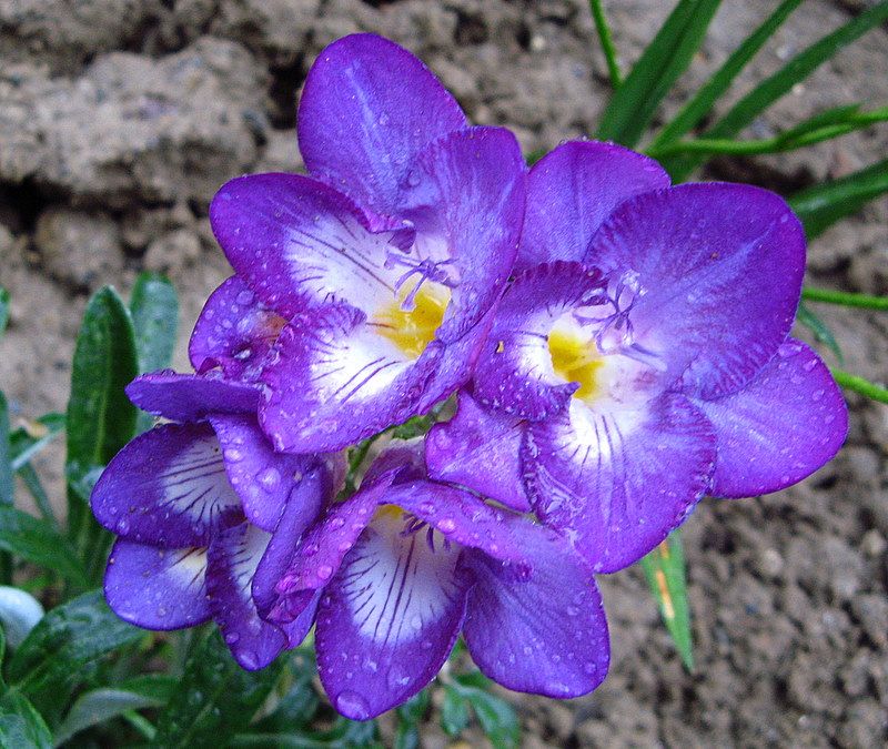 renklerin foto�raf�