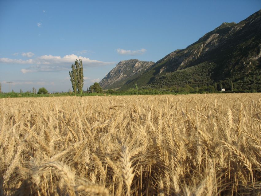 G�k Mavi Ba�ak Sar���n 2