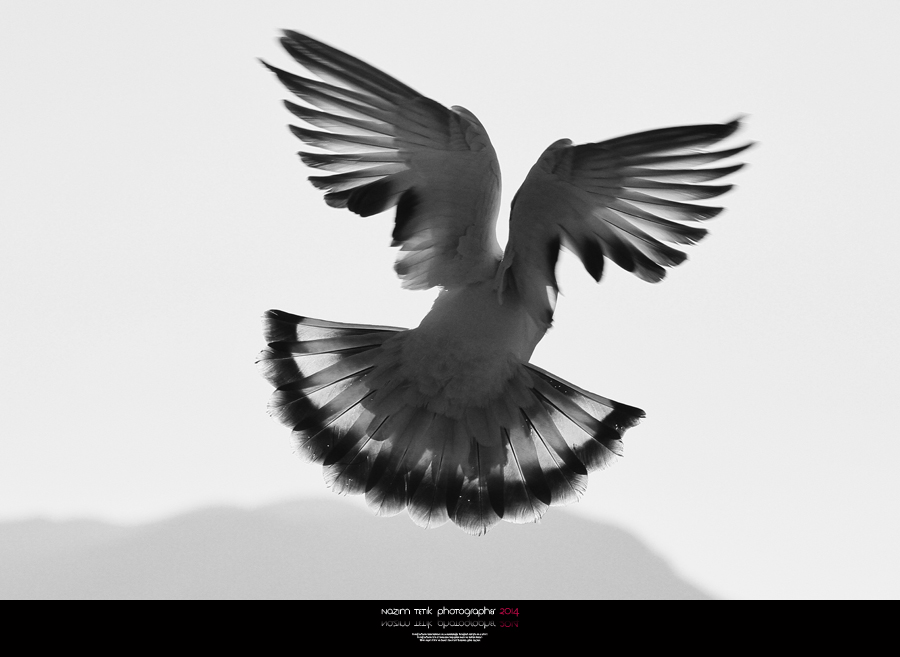 ... ::: Melek ::: ... 