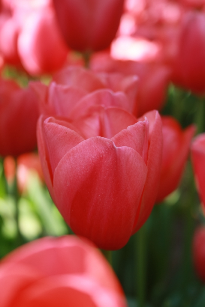 stanbul'da Lale Zaman