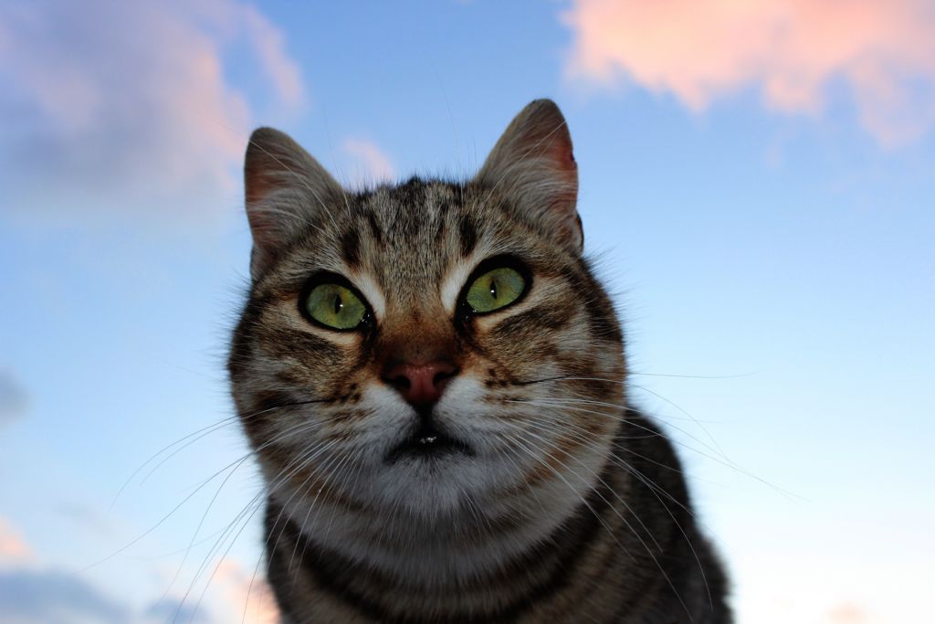 Bursa / Gemlik - Cat