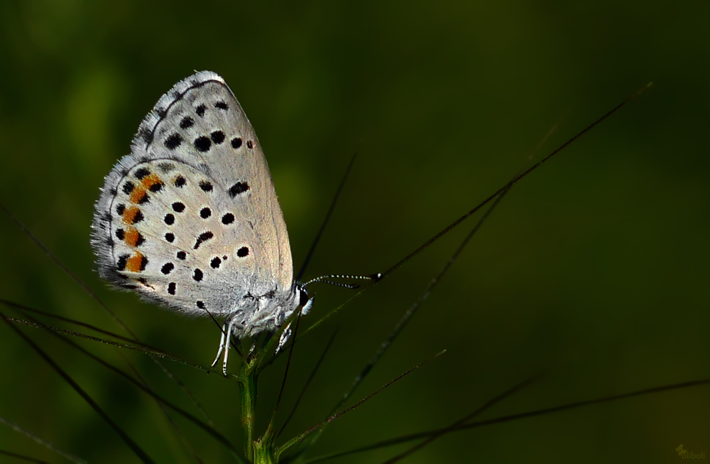 himalaya mavi 