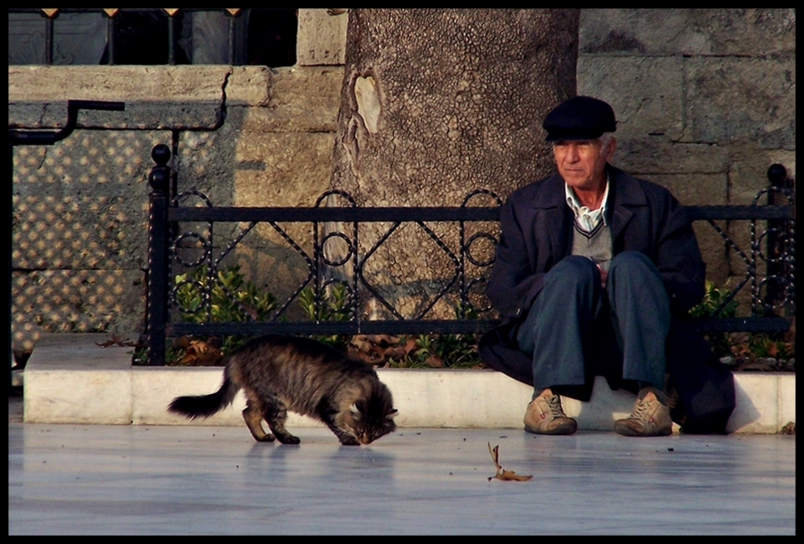 Yal Adam ve Kedi..