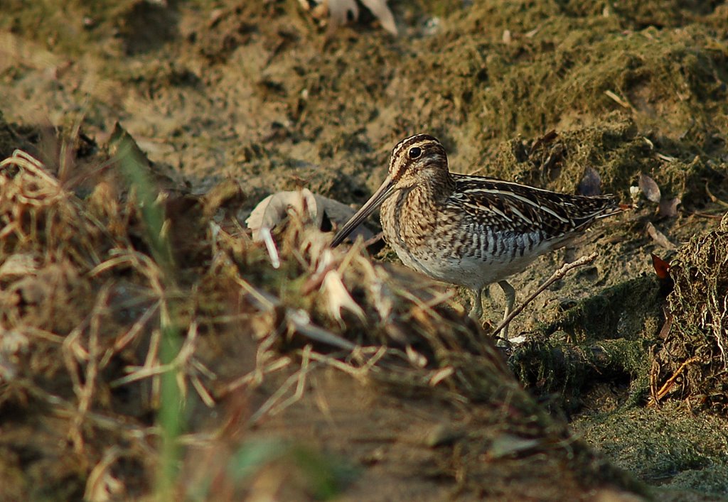 ok koturdu peinden...