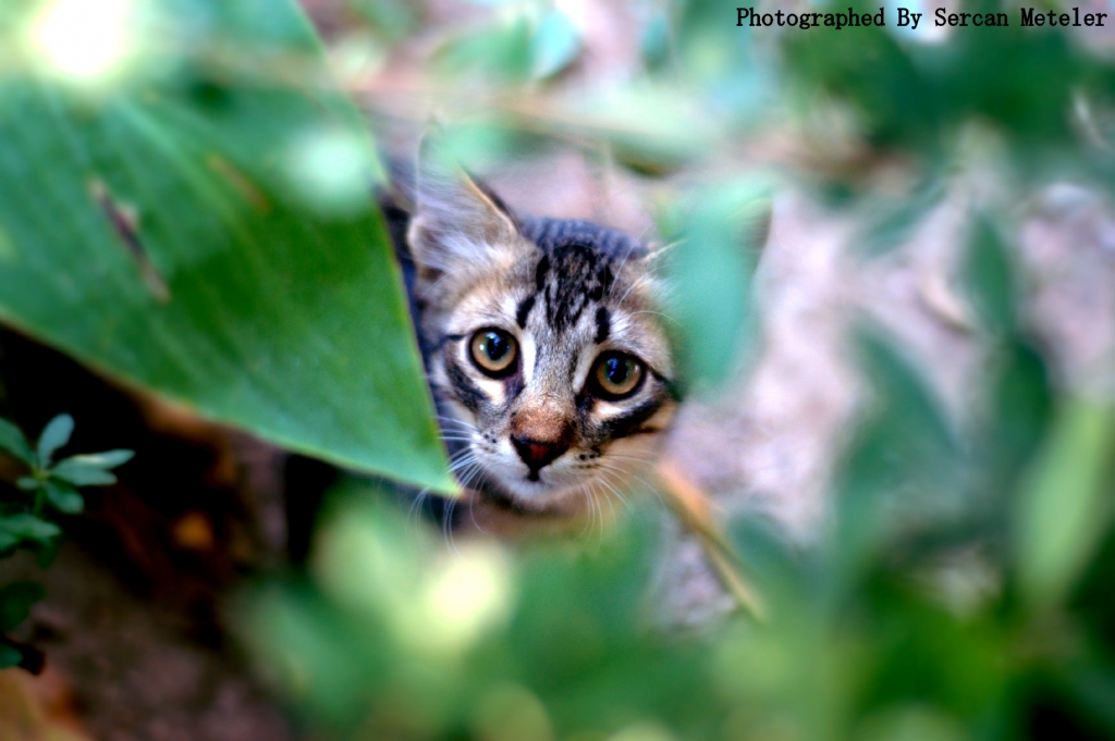 Ufaklk ok koturttu peinden :)