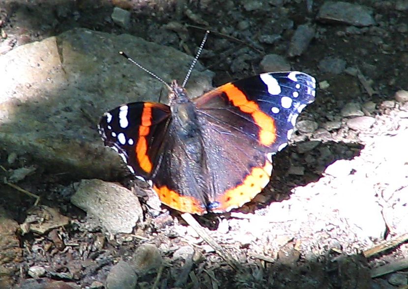 Zerafetin Efendisi 5 (Kamuflaj-2) kanatlar ak