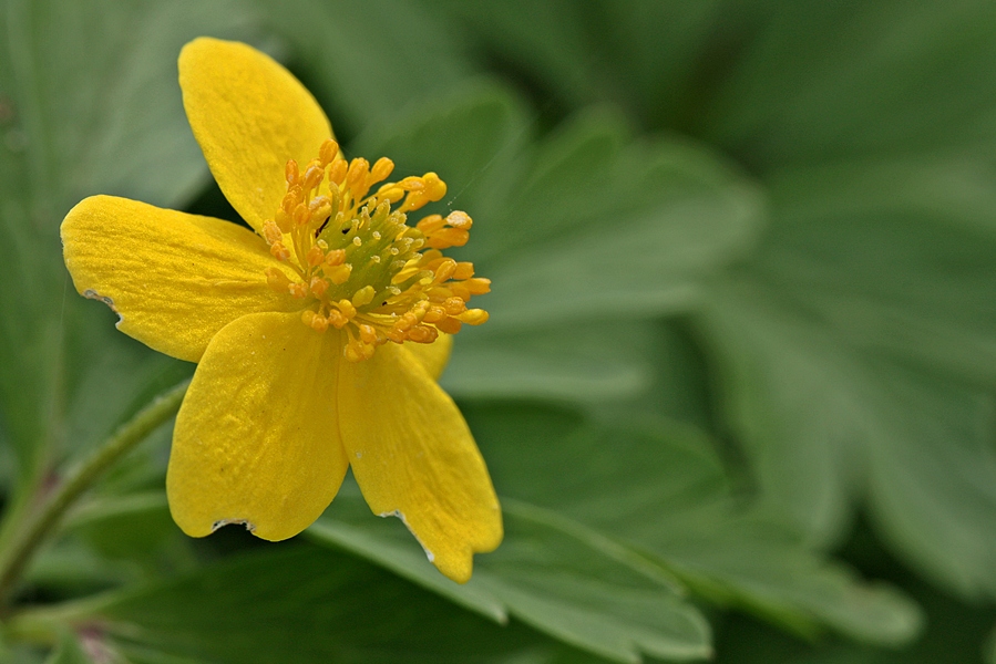 Can geldi topra��ma-4