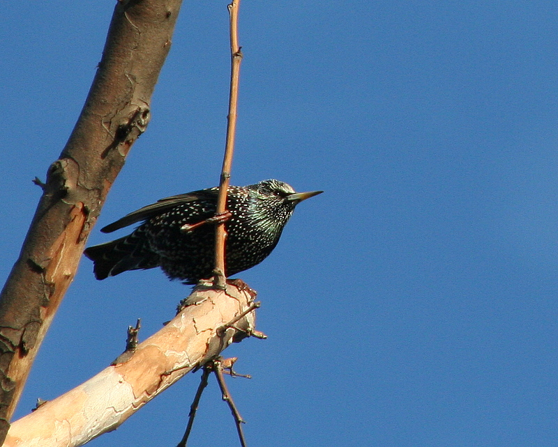 g�k mavisi g�zlerin...