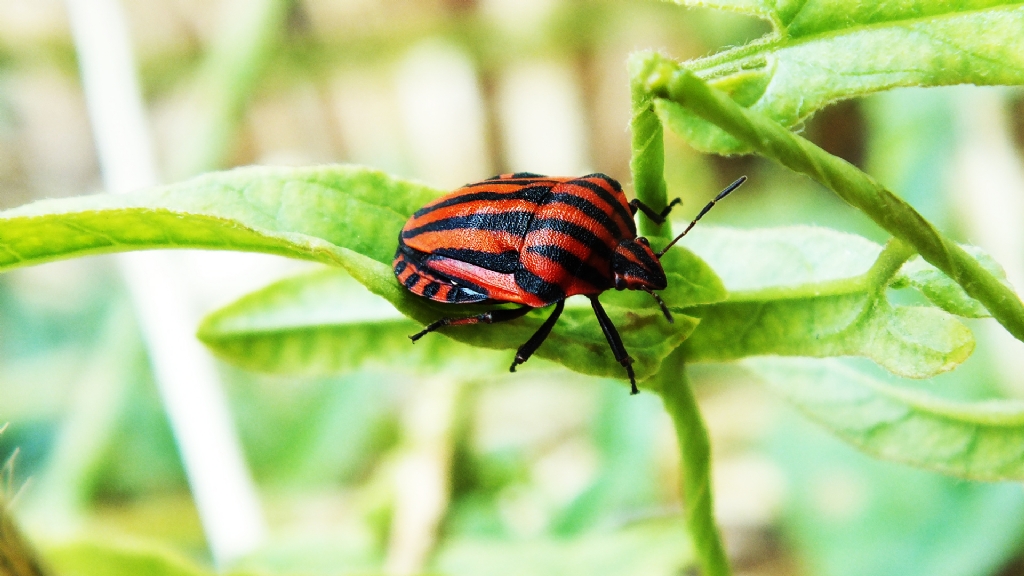 k�rm�z� makro b�cek