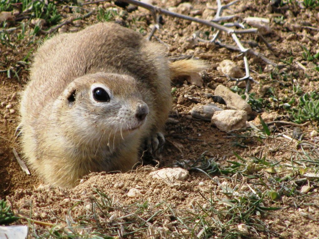 Gelengi(Tarla Faresi)